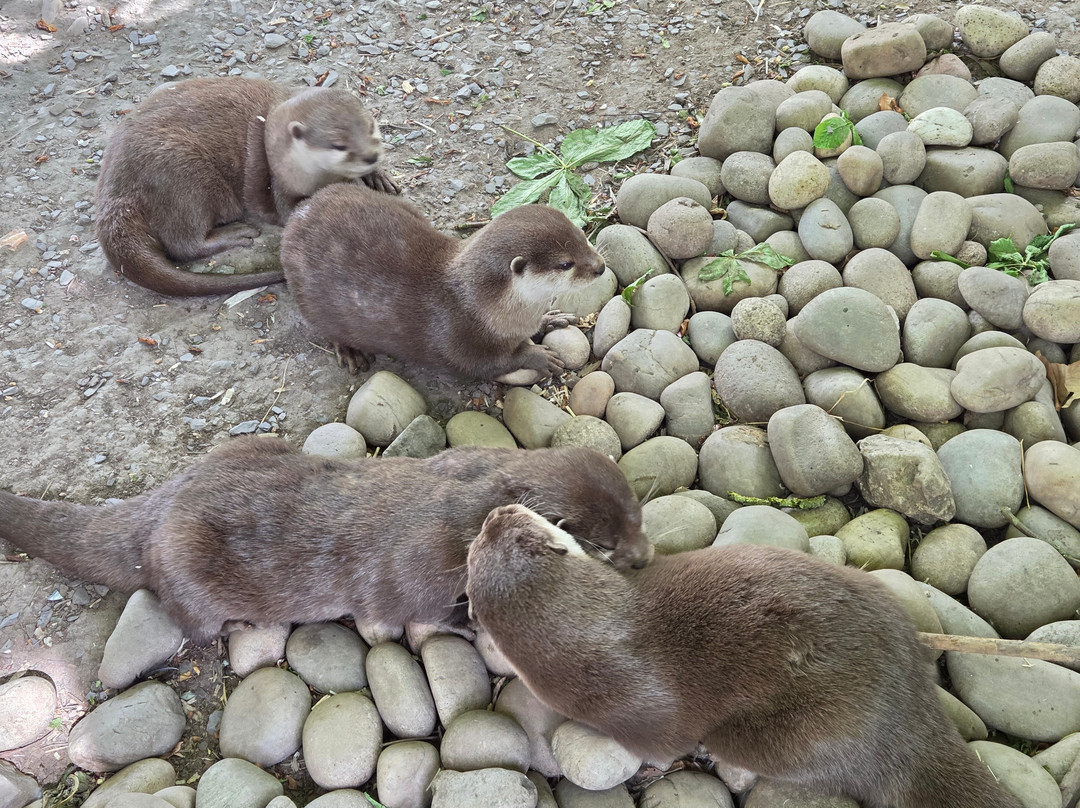 Exotic Zoo Wildlife Park + Natural History & Dino Museum-特尔福德必去景点
