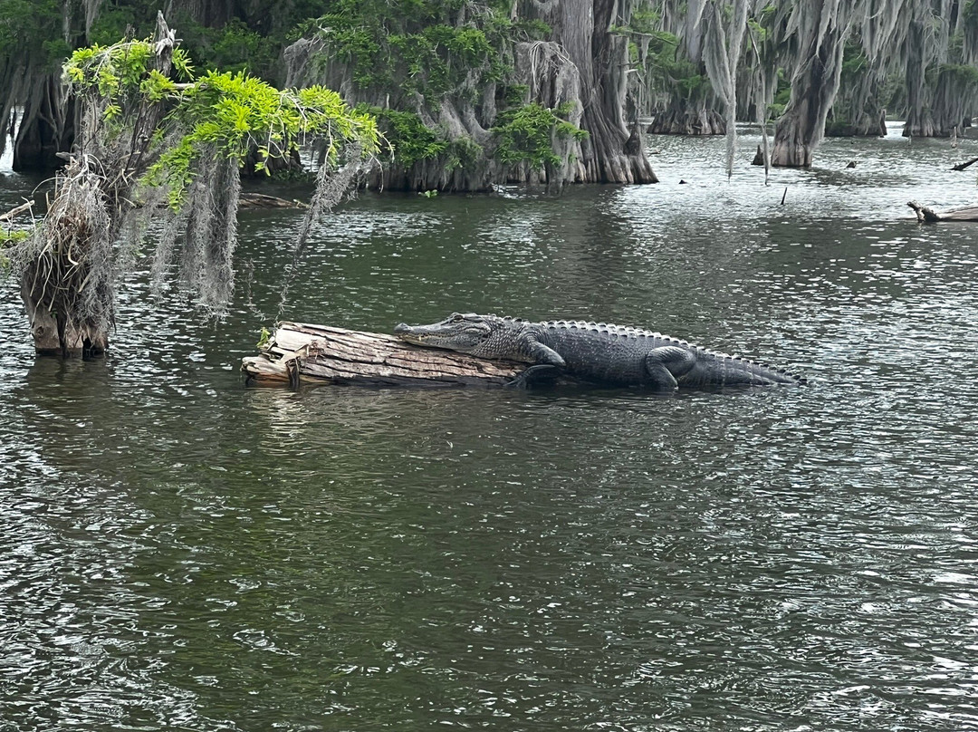 Louisiana Swamp Tours-布里奥克斯桥必去景点