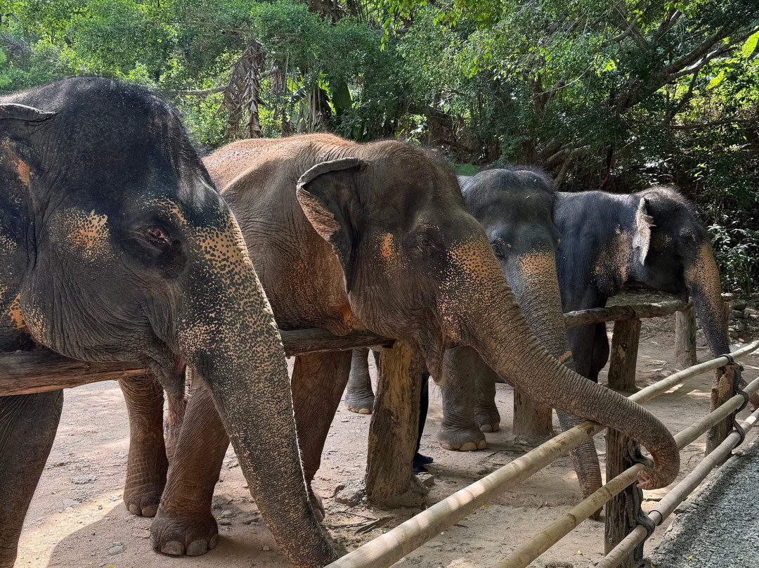 Hidden Forest Elephant Reserve-查龙必去景点