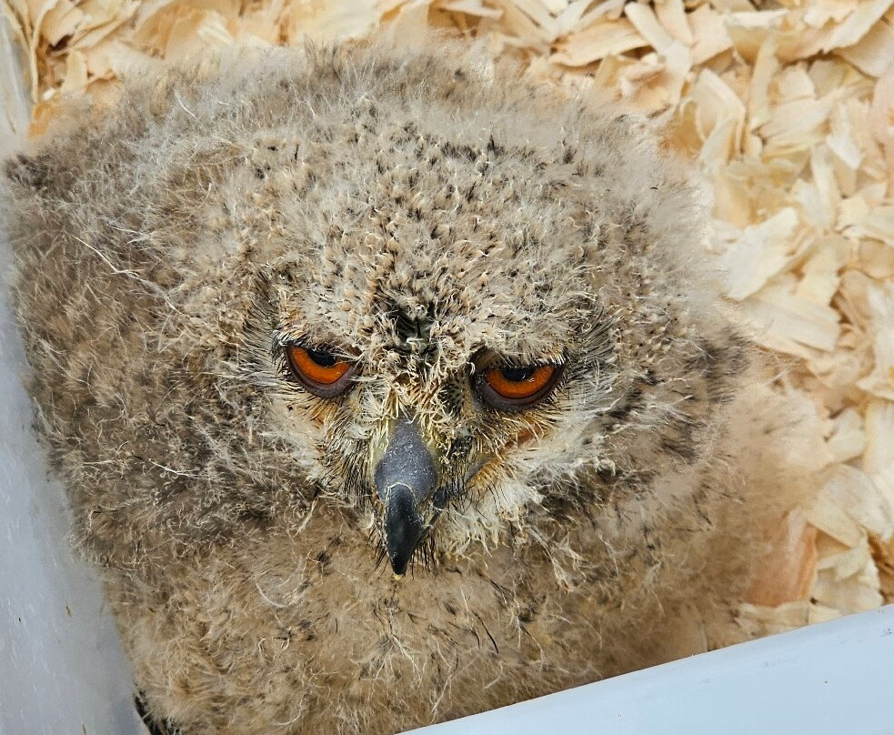 Kingdom Falconry - Dingle-丁格尔必去景点