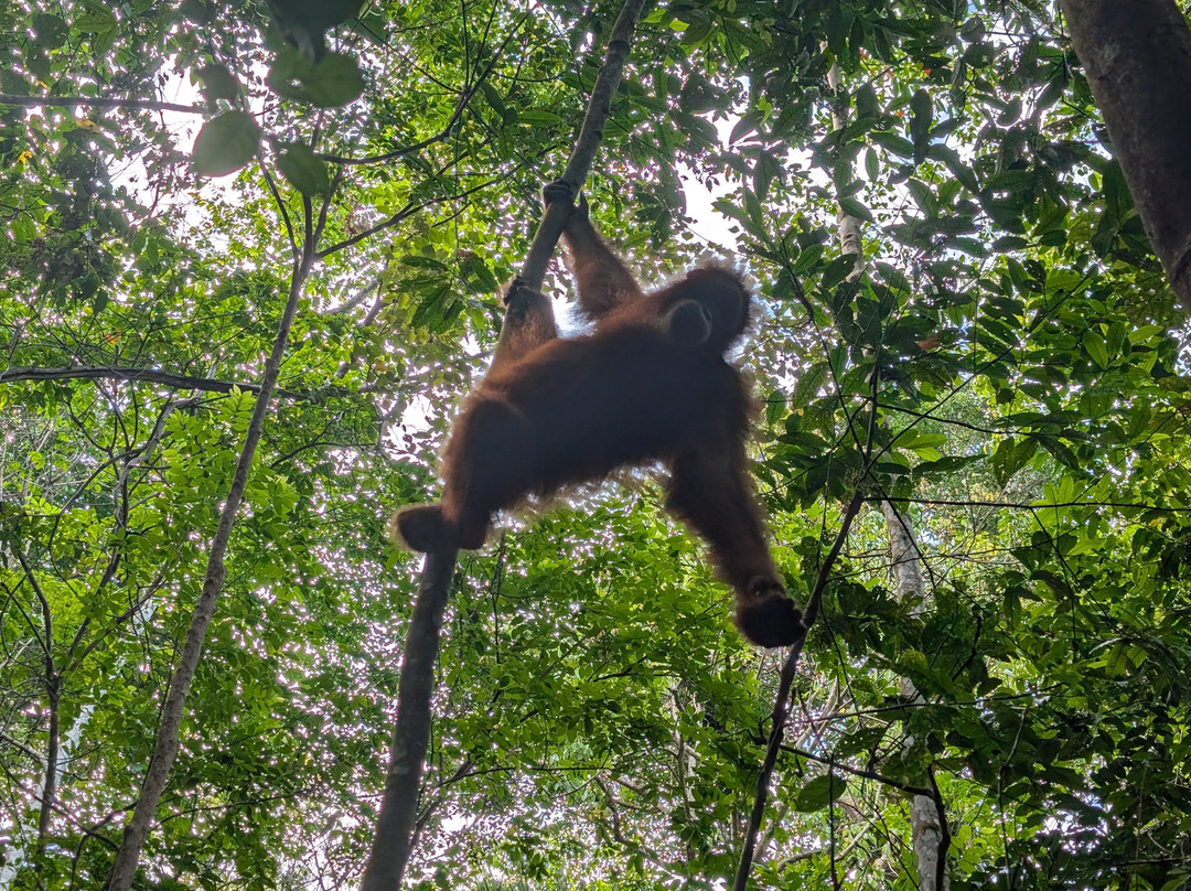 Bukit Lawang Adventure-武吉拉旺必去景点