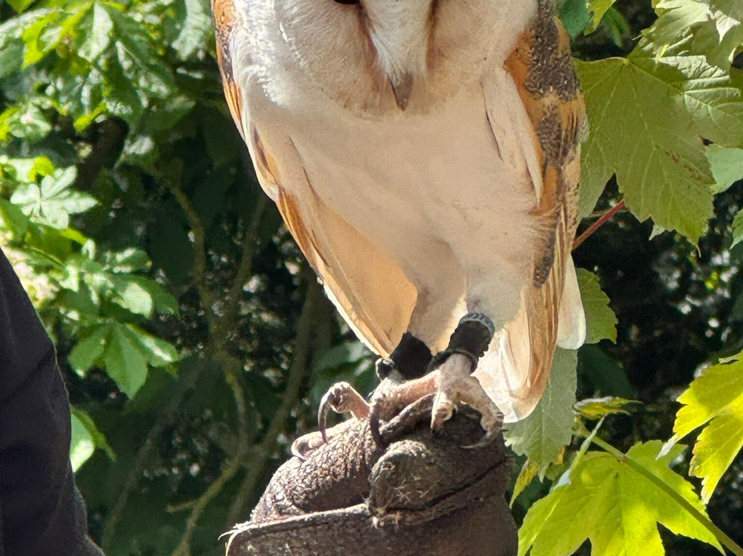 Hawksflight Falconry-特伦特河畔柏顿必去景点