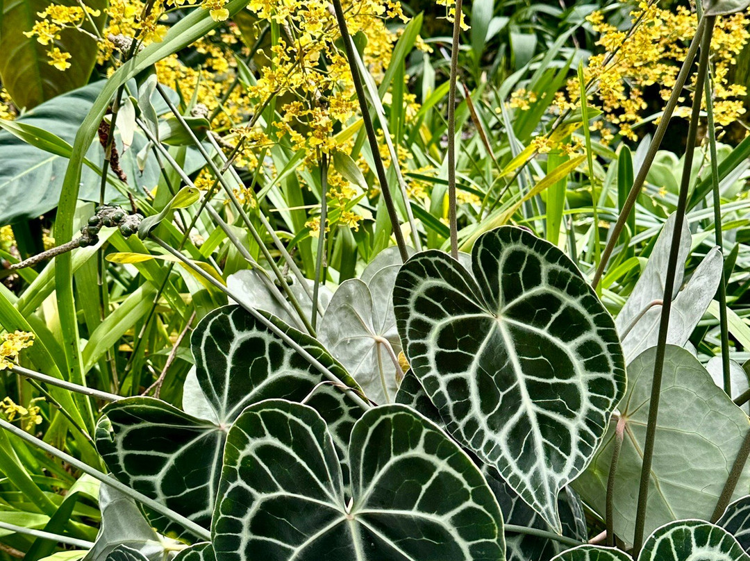 亚特兰大植物园-亚特兰大必去景点
