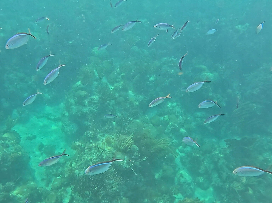 Islander Girl Snorkel &Tours-Tavernier必去景点