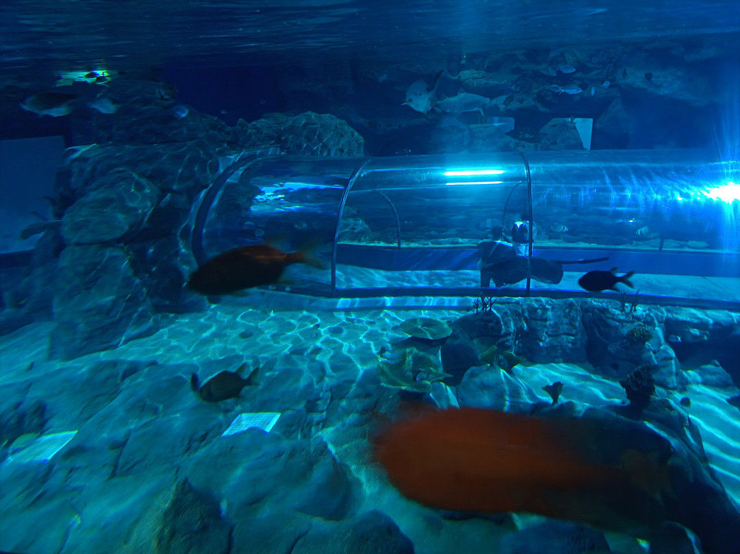 Odysseo Oceanarium Mauritius-路易士港必去景点
