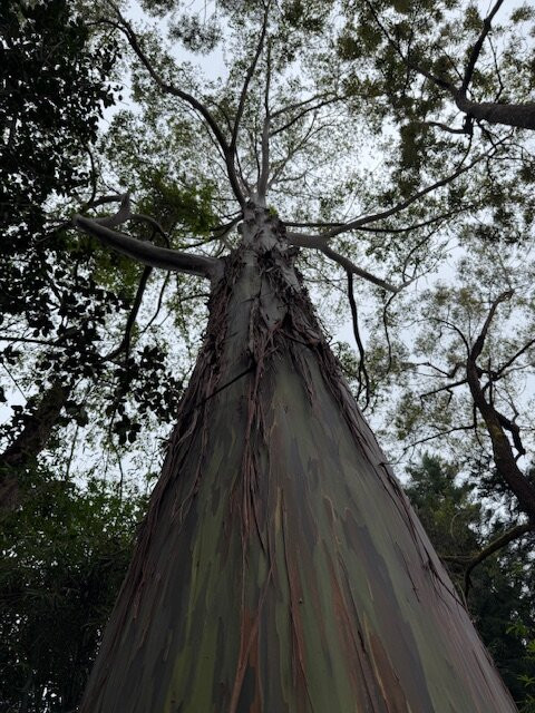 Kona Cloud Forest Sanctuary-凯鲁瓦-柯纳必去景点