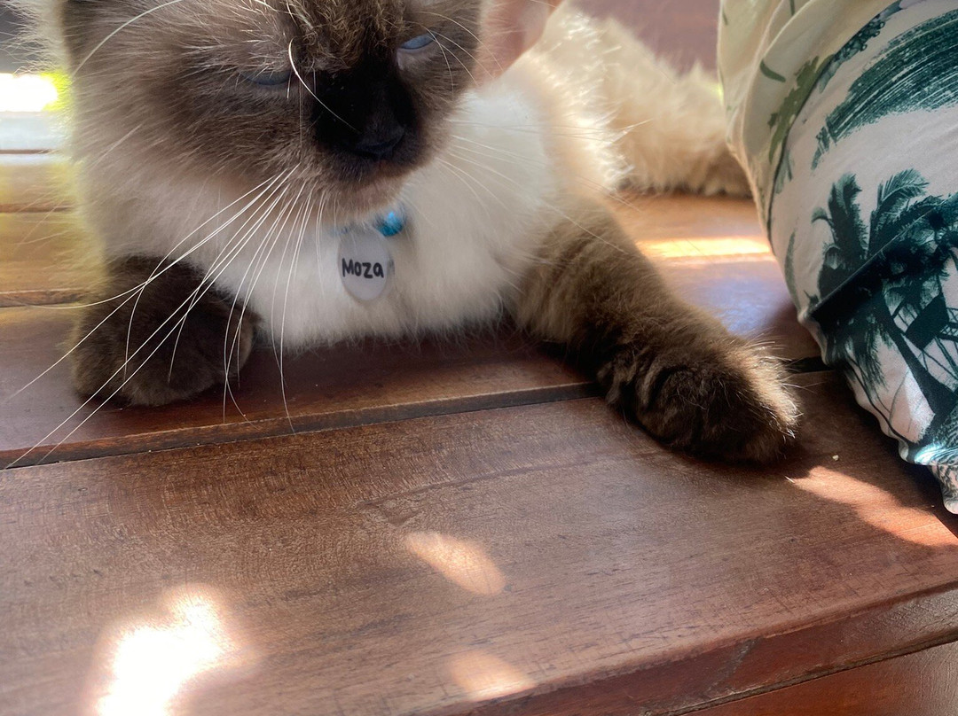Cat Island Lembongan-蓝梦岛必去景点