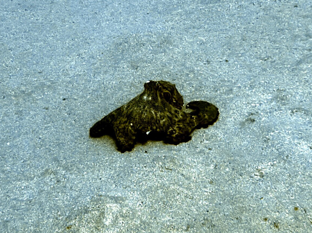 Pura Vida Diving-布兰卡滩必去景点