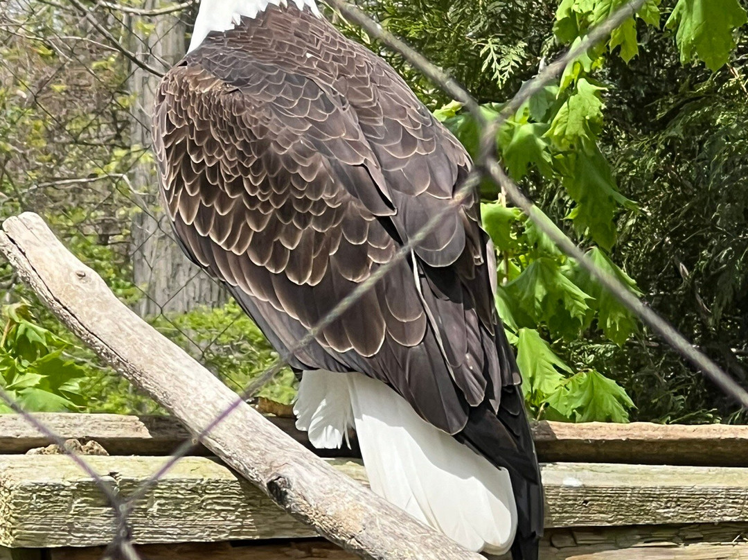 Potter Park Zoo-兰辛必去景点