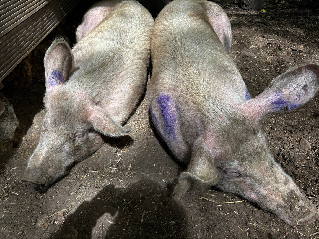 Pigs In The Wood