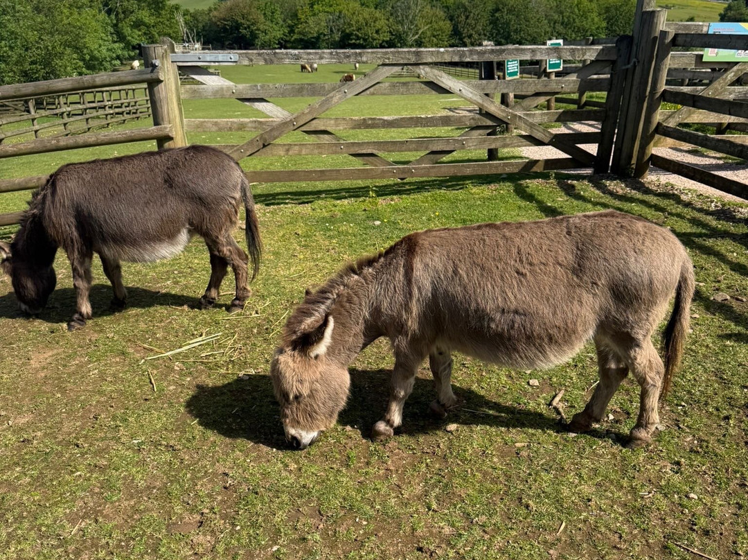 Pennywell Farm-Buckfastleigh必去景点