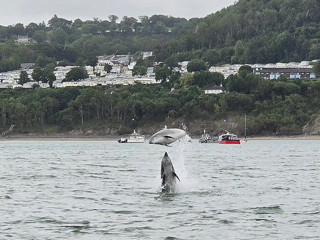 New Quay Beach. Wales-纽基必去景点