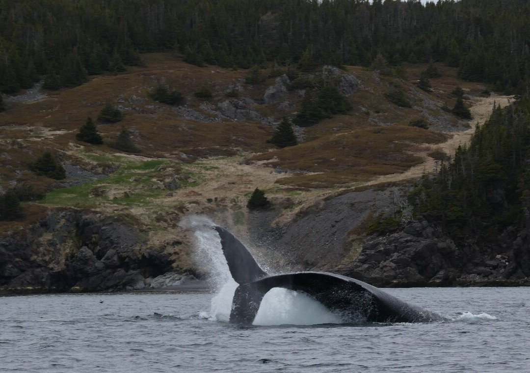 Sea of Whales Adventures-Trinity必去景点