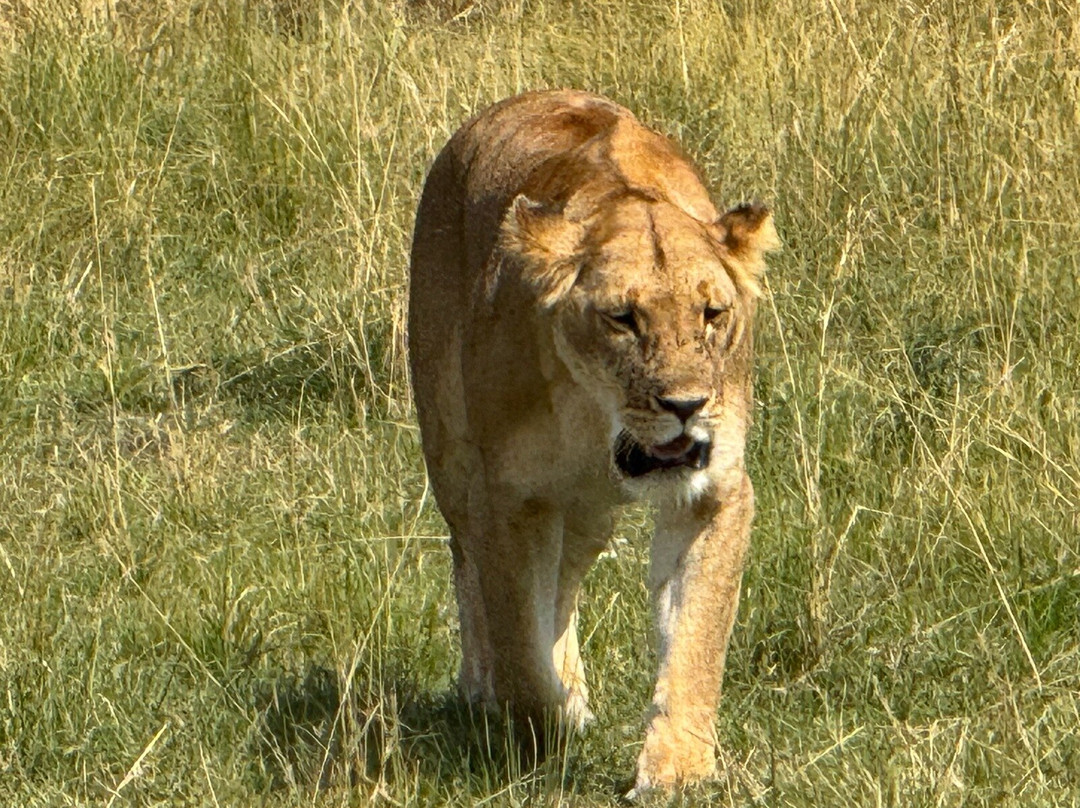 Livingstone Safari Tanzania-阿鲁沙必去景点