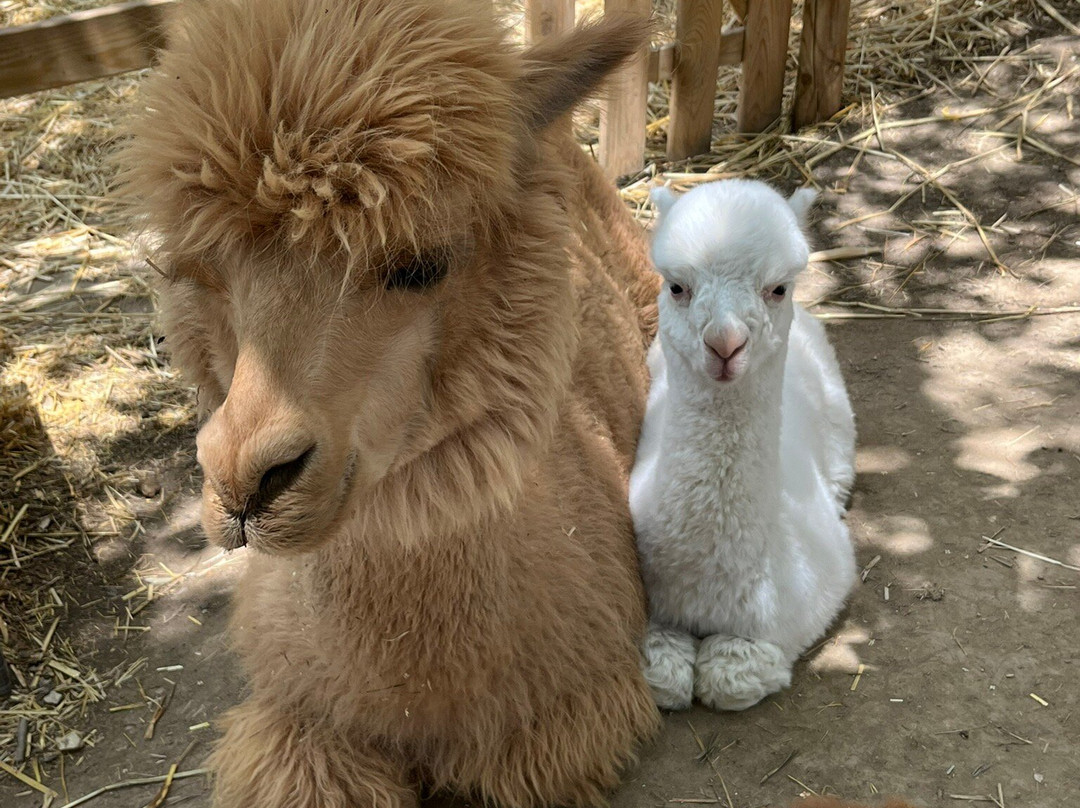 Basilicata Alpaca-Acerenza必去景点