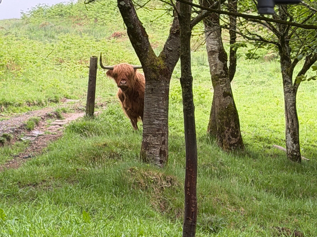 Nether Glenny Farm - Coos and Views-斯特灵必去景点
