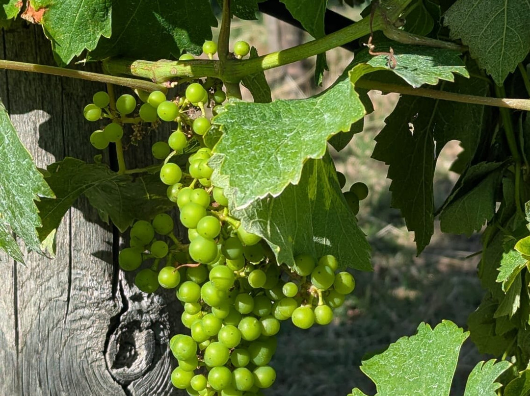 Cantine Capitani-Trevignano Romano必去景点