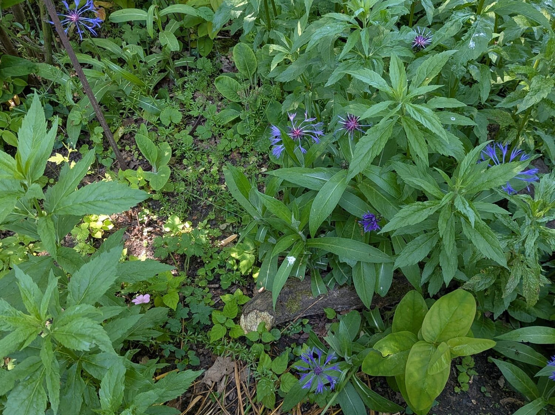 Fairhaven Woodland and Water Garden-South Walsham必去景点