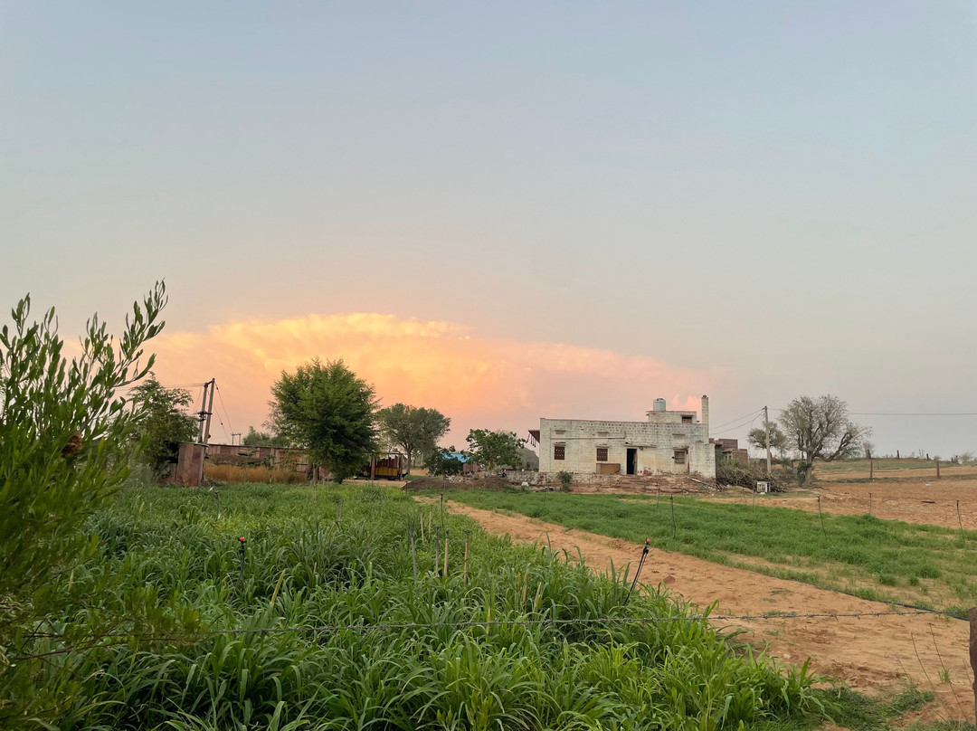 Osian Desert Safari & Overnight Camping-Osian必去景点