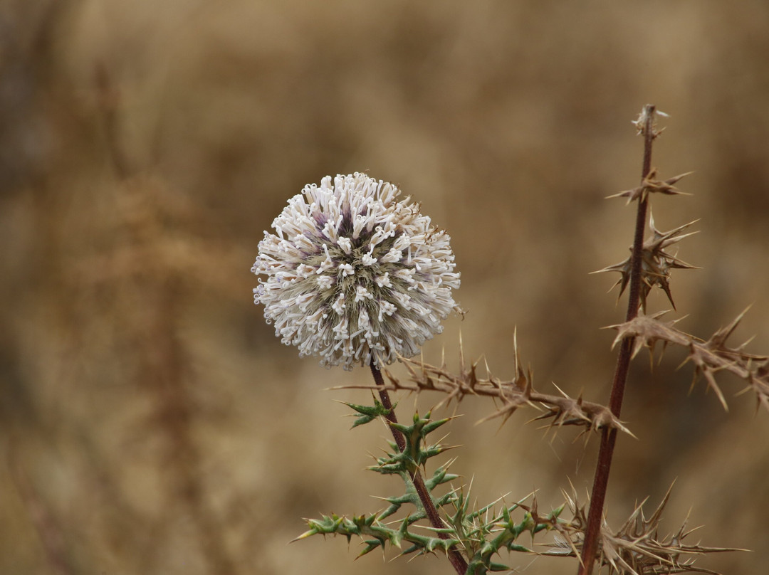 Bale Mountains National Park-Goba必去景点