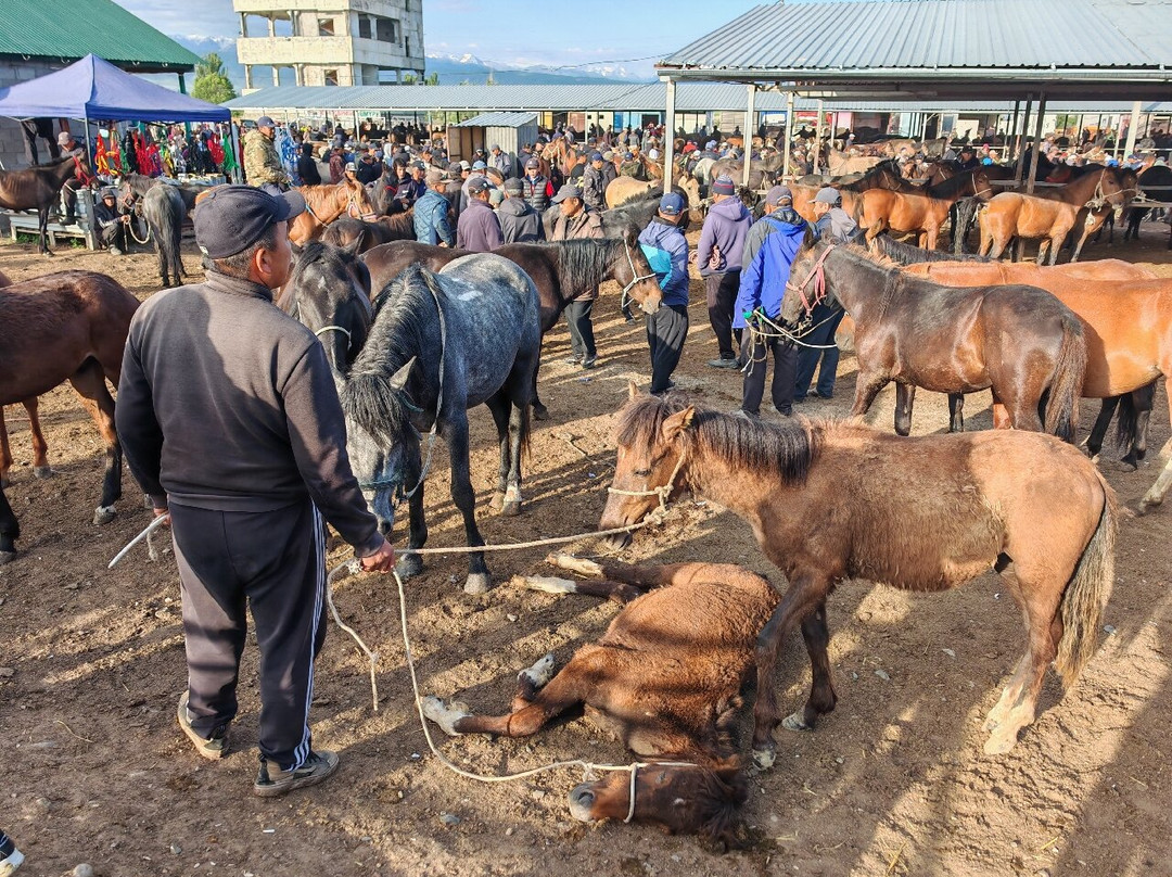 Karakol Cattle Market-Karakol必去景点