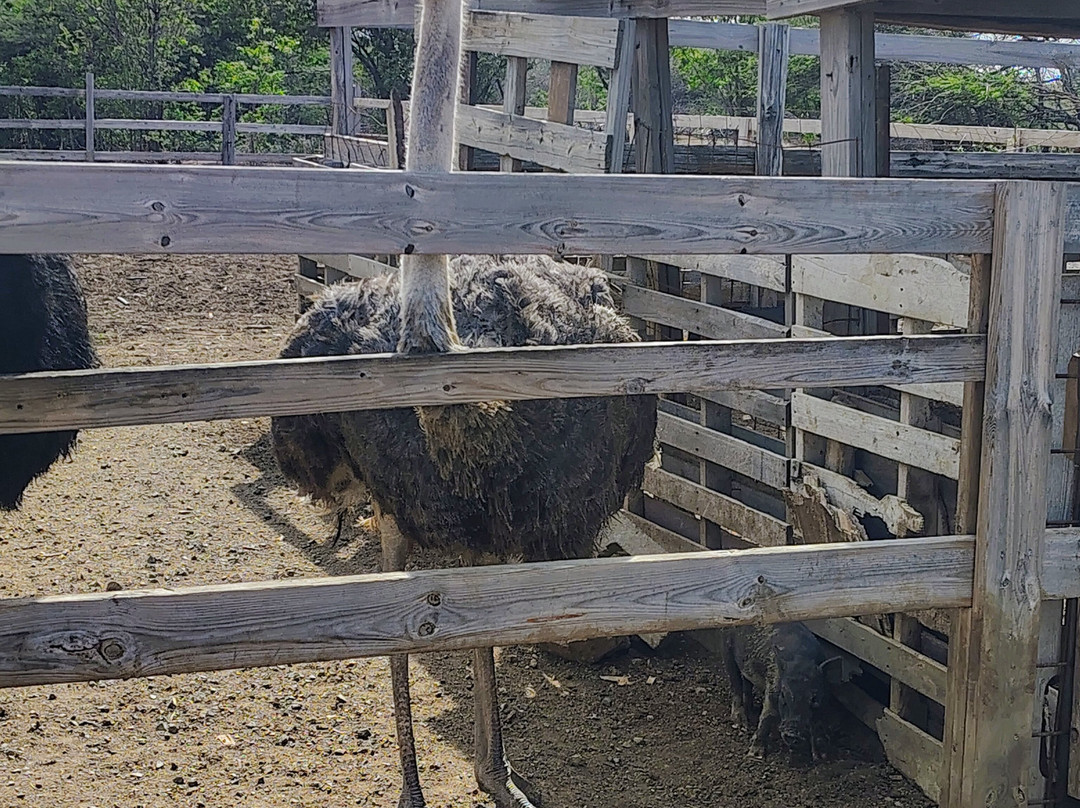 Curacao Ostrich Farm-库拉索必去景点