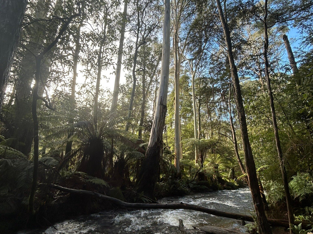 Redwood Forest-华伯登必去景点