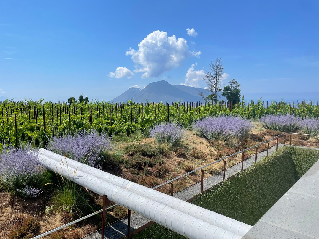 Tenuta Di Castellaro Winery-利帕里必去景点