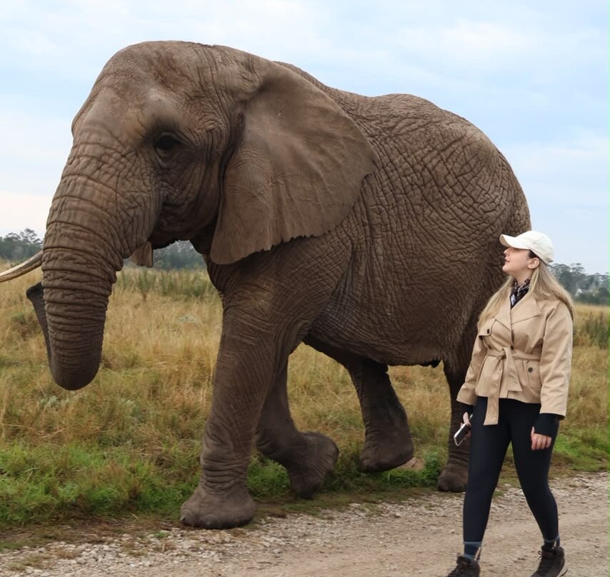 Knysna Elephant Park-克尼斯纳必去景点