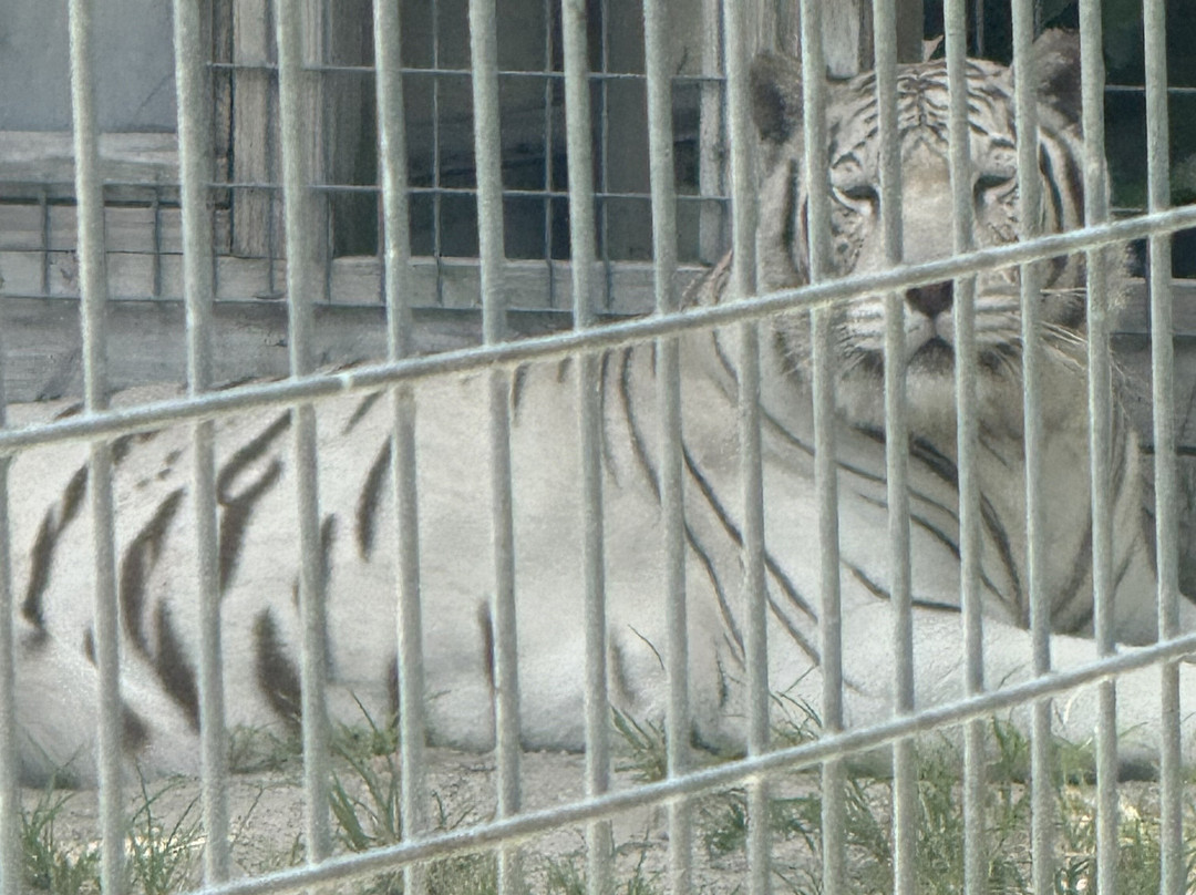 McCarthy's Wildlife Sanctuary-西棕榈滩必去景点