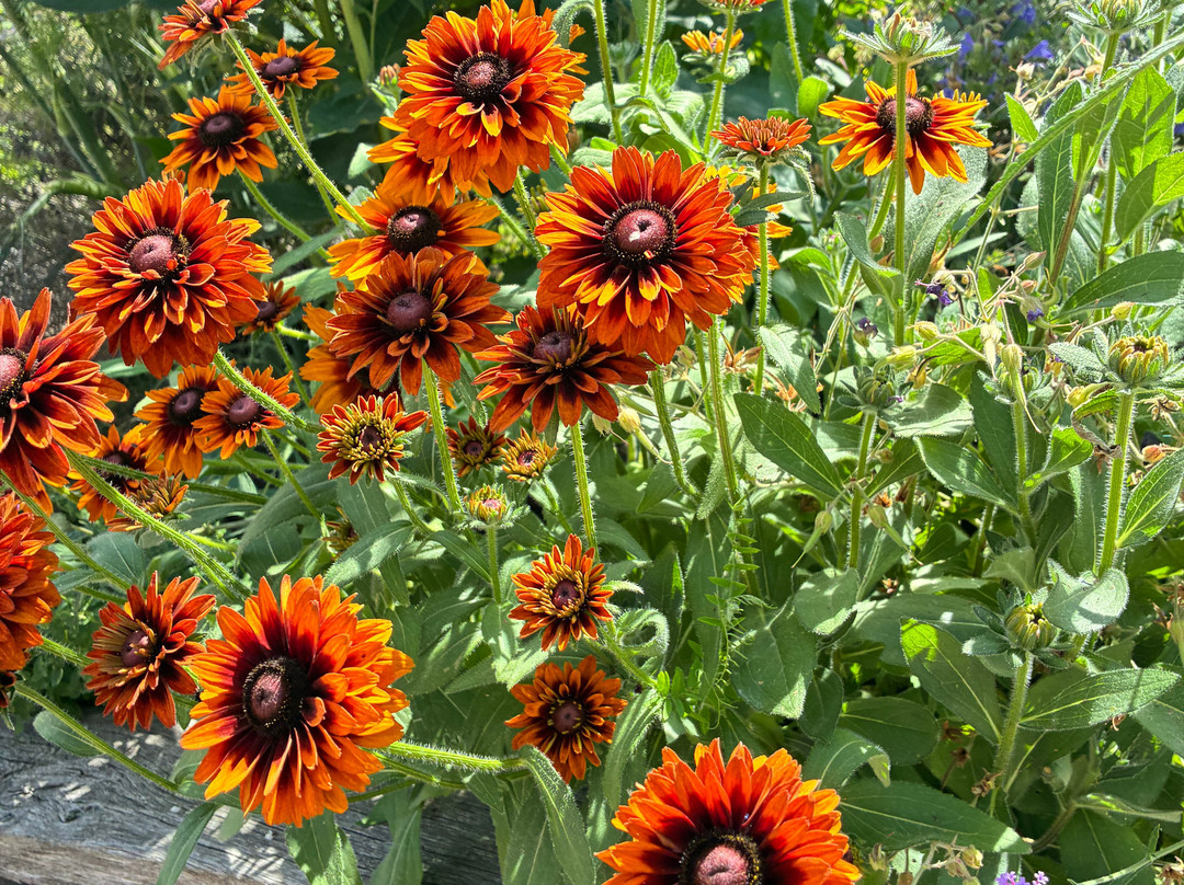RHS Garden Hyde Hall-切姆斯福德必去景点