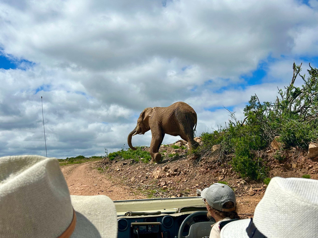 Lalibela Wildlife Reserve Mark's Camp Family Lodge主图