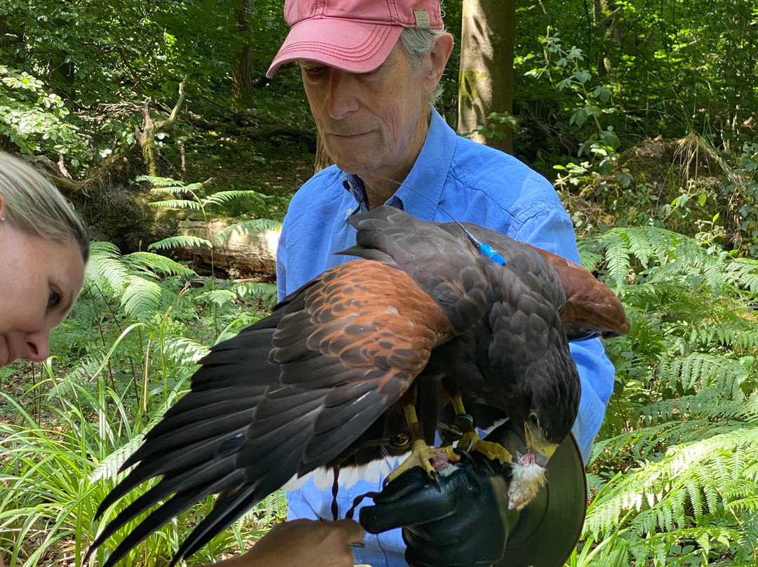 Hampshire Hawk Walks-Four Marks必去景点