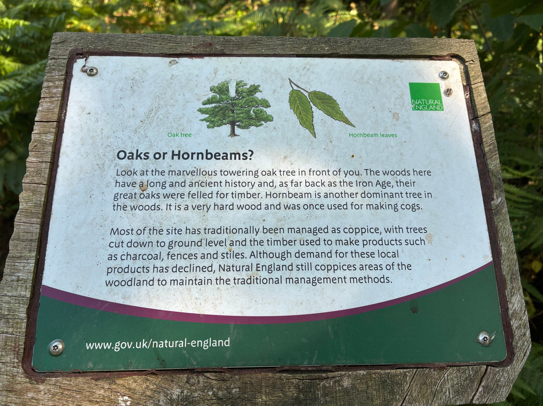 Hamstreet Woods National Nature Reserve-Hamstreet必去景点