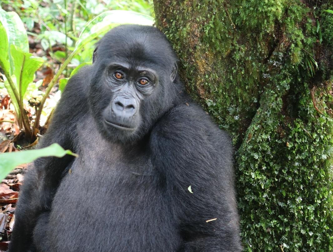 Bwindi Impenetrable Forest-Western Region必去景点