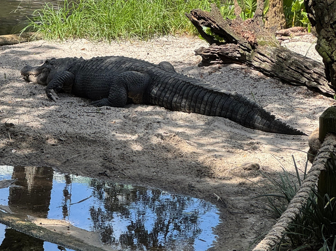 St. Augustine Alligator Farm Zoological Park-圣奥古斯丁必去景点