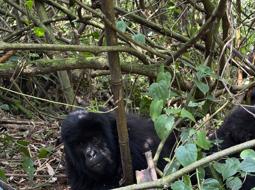 Rwanda Gorilla Trek - Day Tours-Huye必去景点