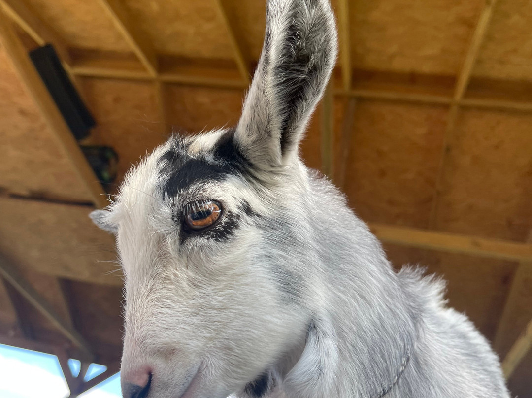 Blackwater Alpacas & Pygmy Goats-布伦特里必去景点