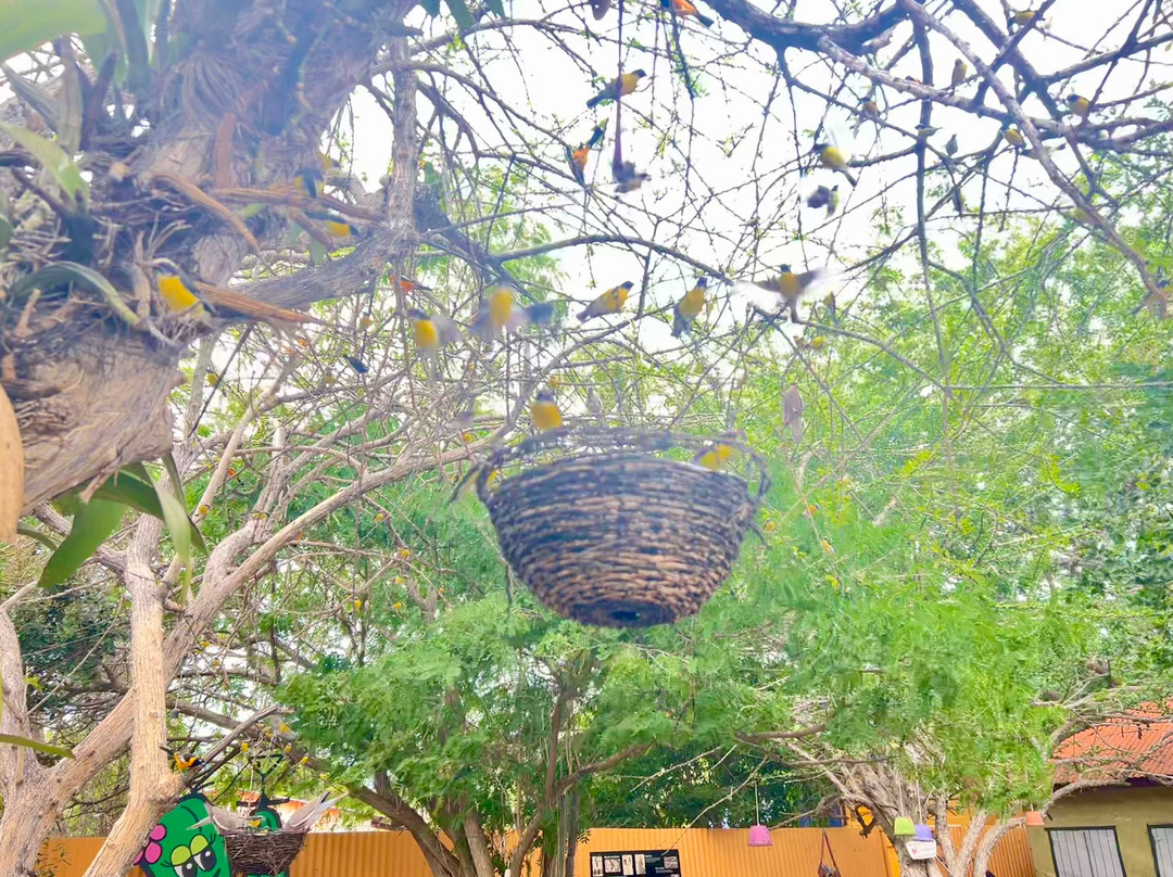 The Cadushy Distillery-Rincon必去景点