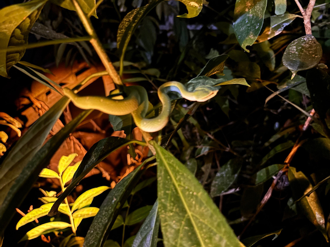 Toris Orangutan Tour-Kumai必去景点