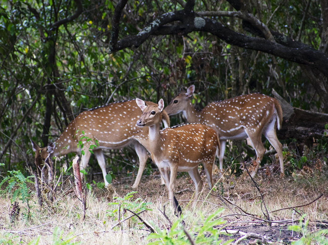 Udawalawe Safari Fun-乌达瓦拉瓦必去景点