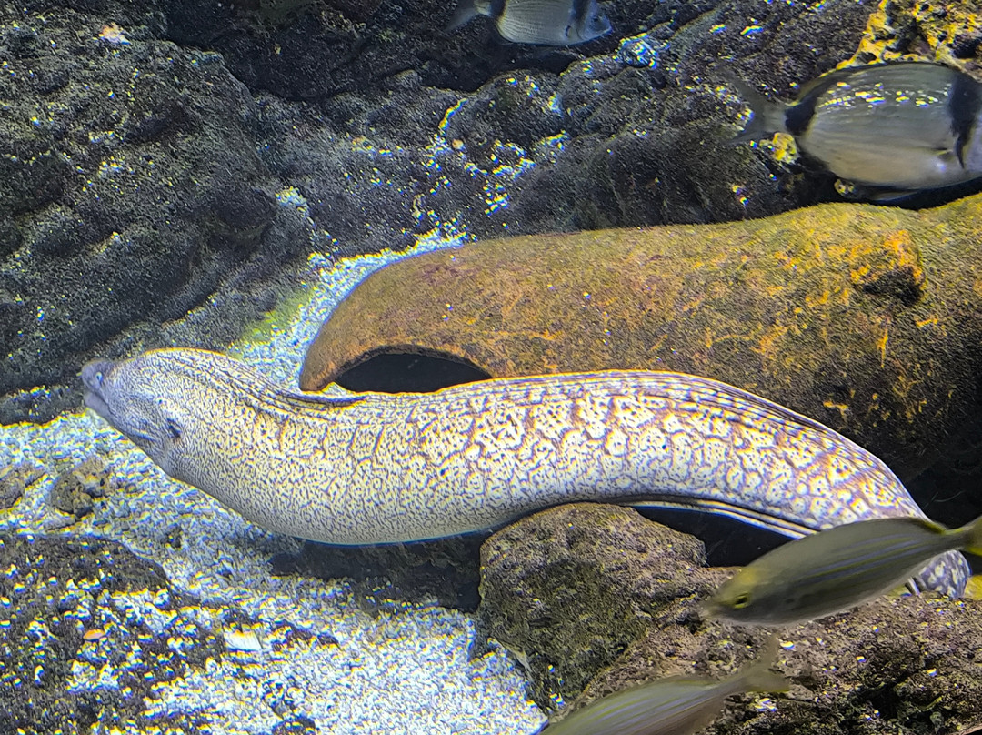 Acuario Municipal-圣波拉必去景点