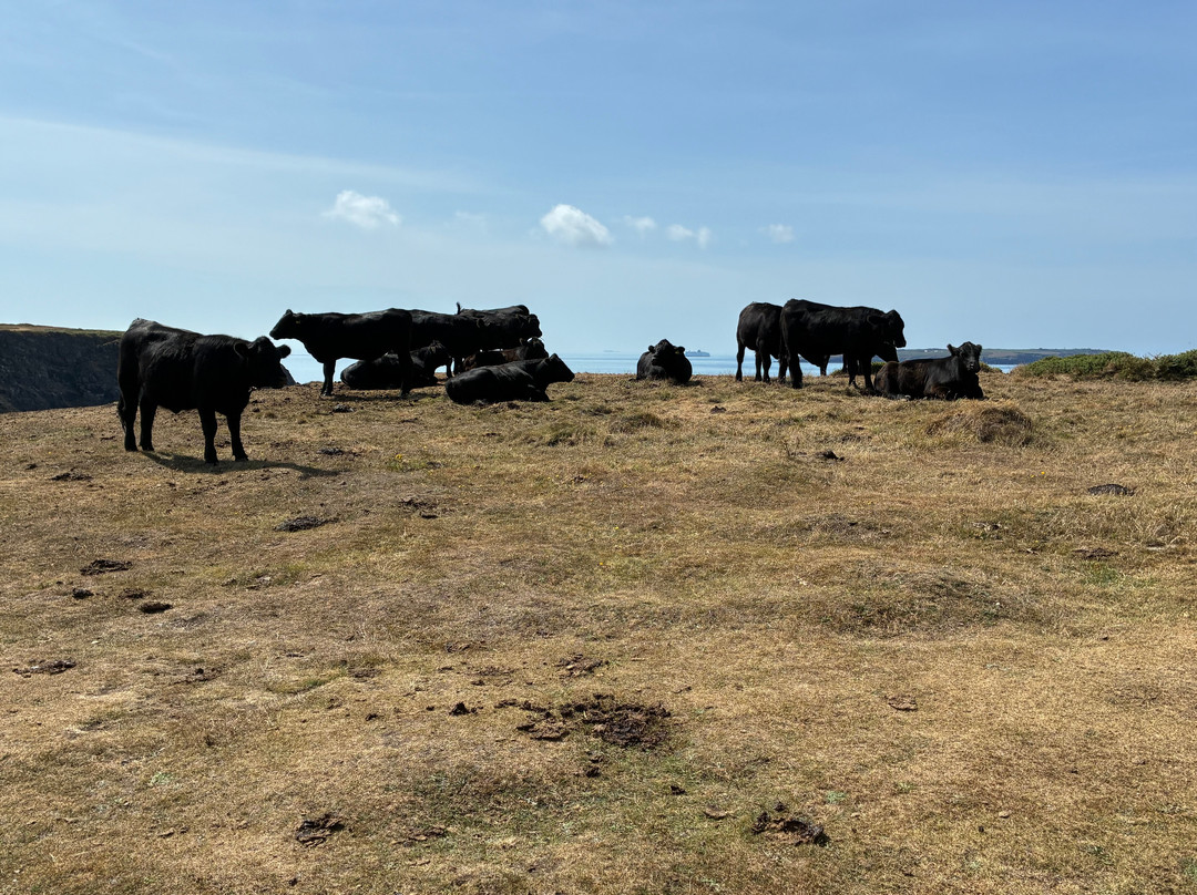 Pembrokeshire Islands Boat Trips-Skomer Island必去景点