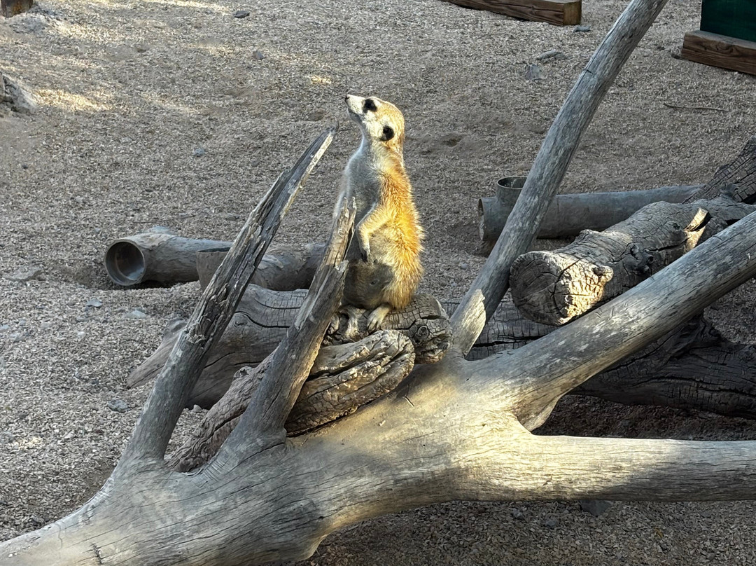 El Paso Zoo-埃尔帕索必去景点