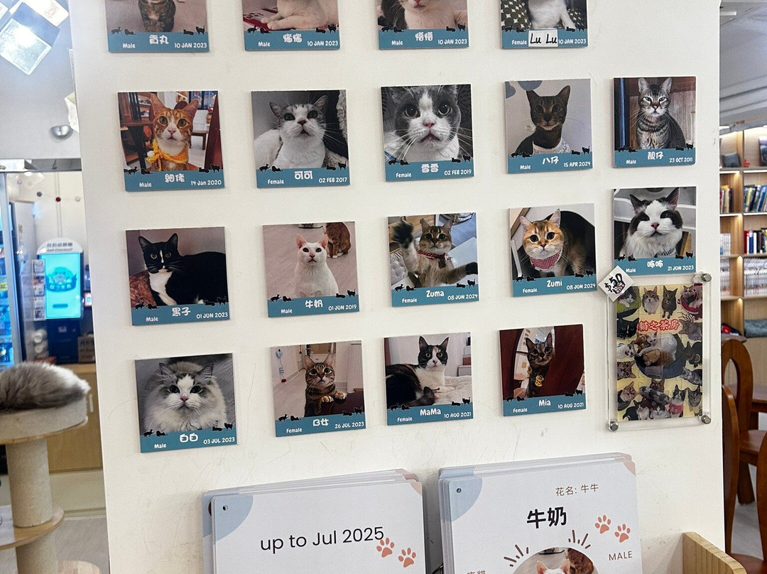 猫之茶房-香港必去景点
