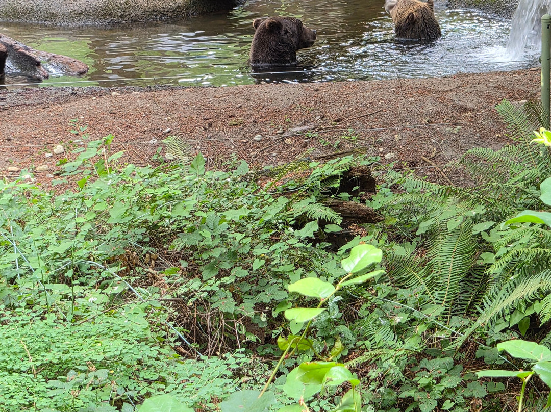Northwest Trek Wildlife Park-Eatonville必去景点