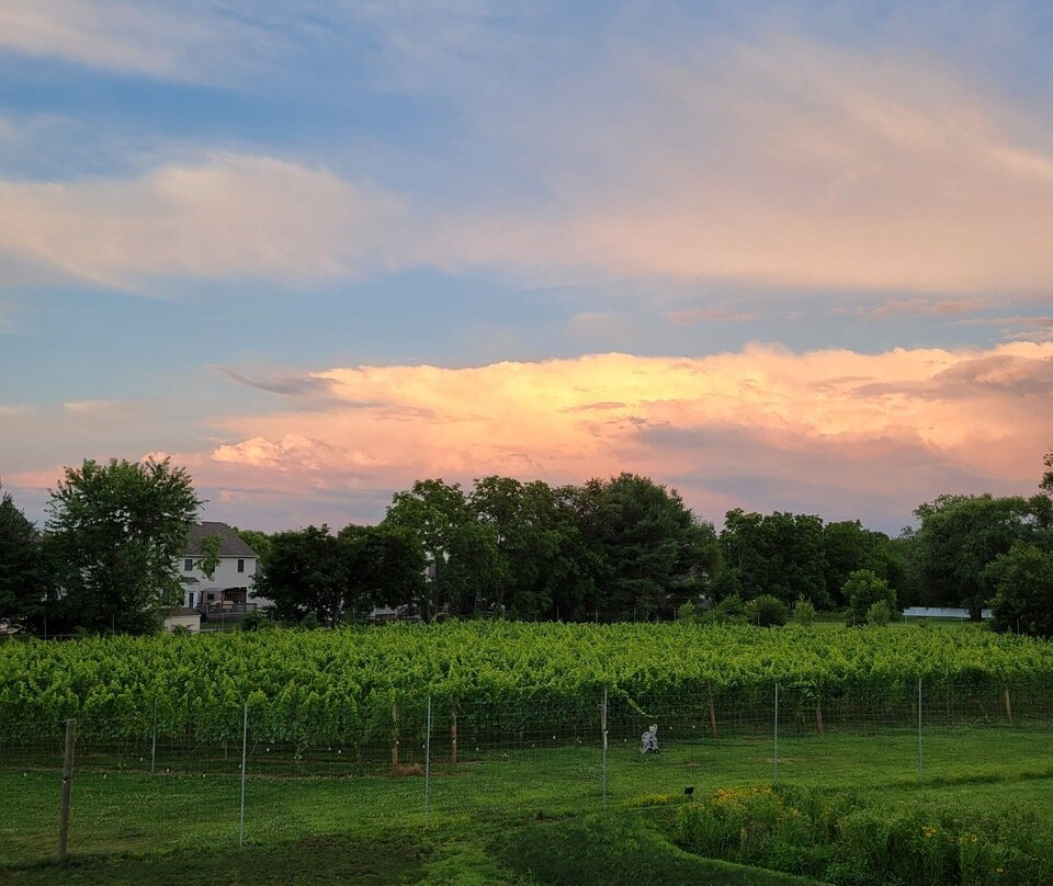Evansburg Vineyards-Collegeville必去景点
