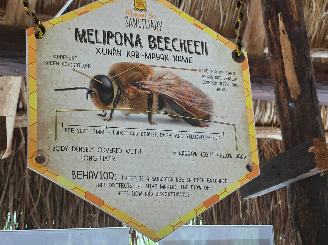 Mayan Bee Sanctuary-San Miguel de Cozumel必去景点