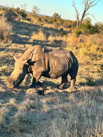 Umkumbe Safari Lodge-旅行者