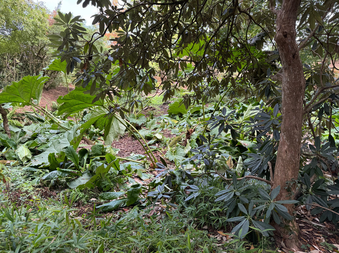 Burrow Farm Gardens-Dalwood必去景点